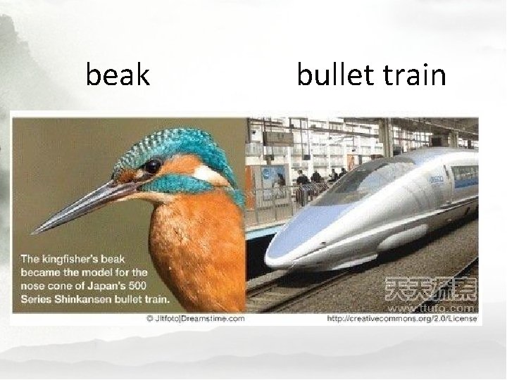 beak bullet train 