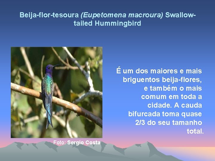 Beija-flor-tesoura (Eupetomena macroura) Swallowtailed Hummingbird É um dos maiores e mais briguentos beija-flores, e
