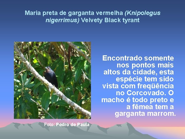 Maria preta de garganta vermelha (Knipolegus nigerrimus) Velvety Black tyrant Encontrado somente nos pontos