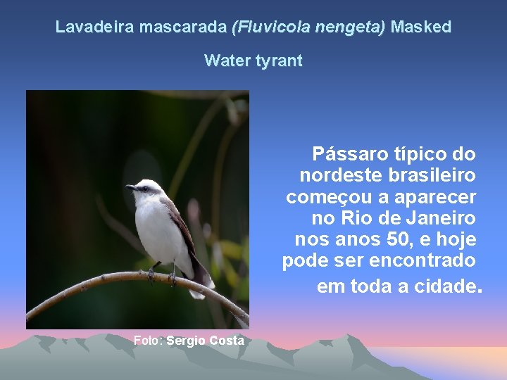 Lavadeira mascarada (Fluvicola nengeta) Masked Water tyrant Pássaro típico do nordeste brasileiro começou a