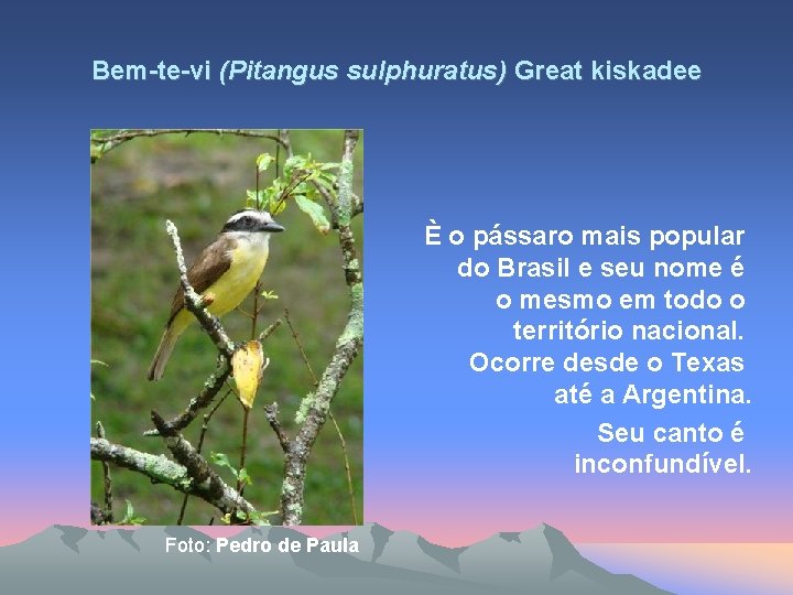 Bem-te-vi (Pitangus sulphuratus) Great kiskadee È o pássaro mais popular do Brasil e seu