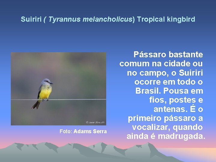 Suiriri ( Tyrannus melancholicus) Tropical kingbird Foto: Adams Serra Pássaro bastante comum na cidade