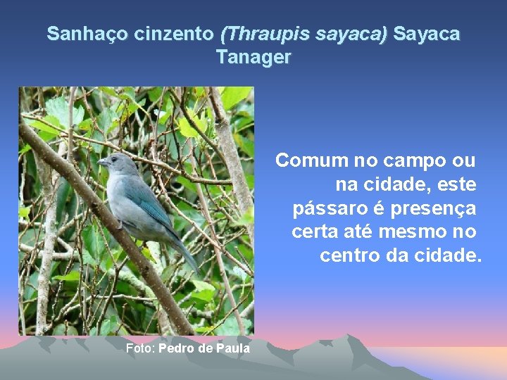 Sanhaço cinzento (Thraupis sayaca) Sayaca Tanager Comum no campo ou na cidade, este pássaro