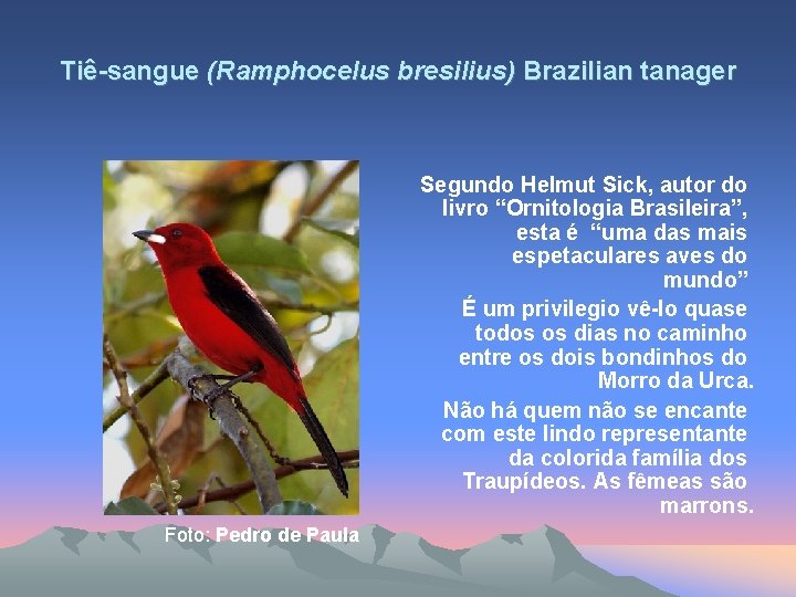 Tiê-sangue (Ramphocelus bresilius) Brazilian tanager Segundo Helmut Sick, autor do livro “Ornitologia Brasileira”, esta
