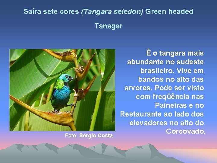 Saíra sete cores (Tangara seledon) Green headed Tanager Foto: Sergio Costa È o tangara
