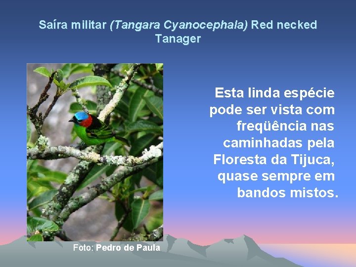 Saíra militar (Tangara Cyanocephala) Red necked Tanager Esta linda espécie pode ser vista com