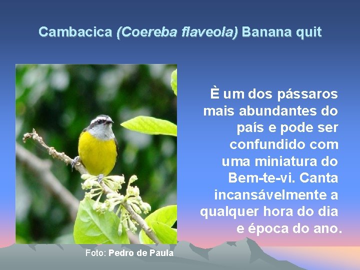 Cambacica (Coereba flaveola) Banana quit È um dos pássaros mais abundantes do país e