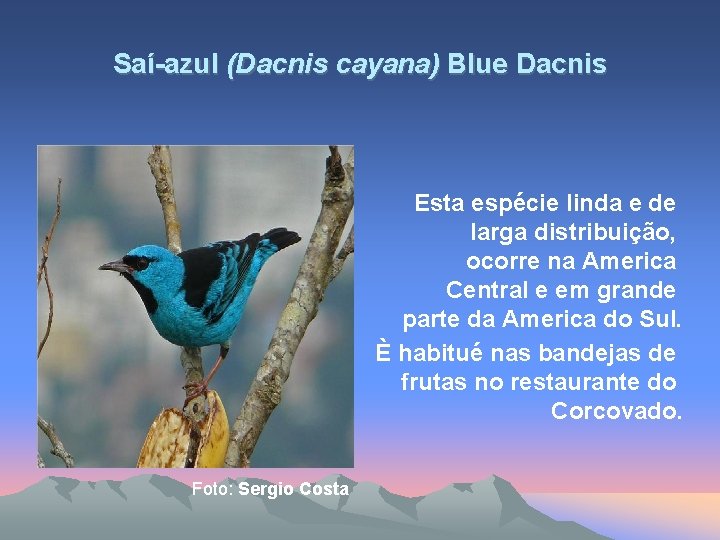 Saí-azul (Dacnis cayana) Blue Dacnis Esta espécie linda e de larga distribuição, ocorre na