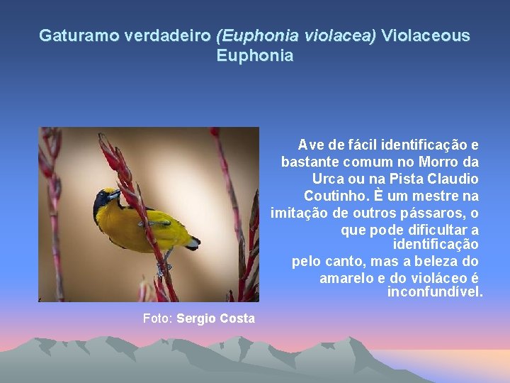 Gaturamo verdadeiro (Euphonia violacea) Violaceous Euphonia Ave de fácil identificação e bastante comum no