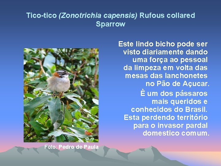 Tico-tico (Zonotrichia capensis) Rufous collared Sparrow Este lindo bicho pode ser visto diariamente dando
