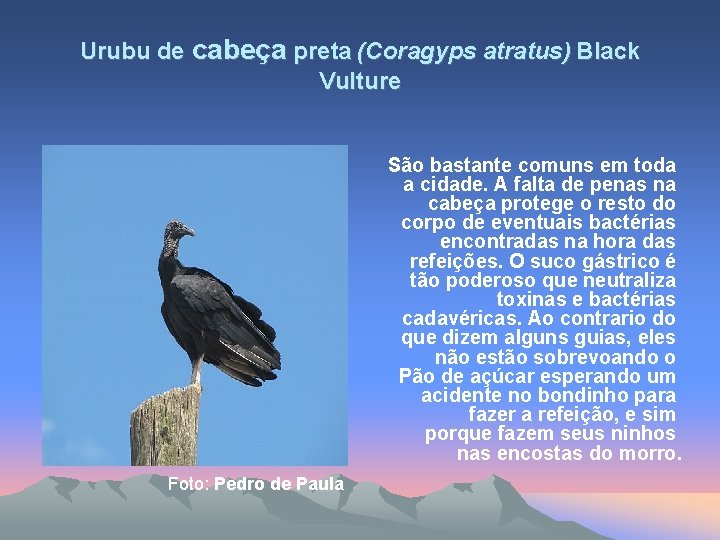 Urubu de cabeça preta (Coragyps atratus) Black Vulture São bastante comuns em toda a