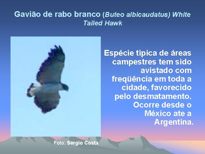 Gavião de rabo branco (Buteo albicaudatus) White Tailed Hawk Espécie típica de áreas campestres
