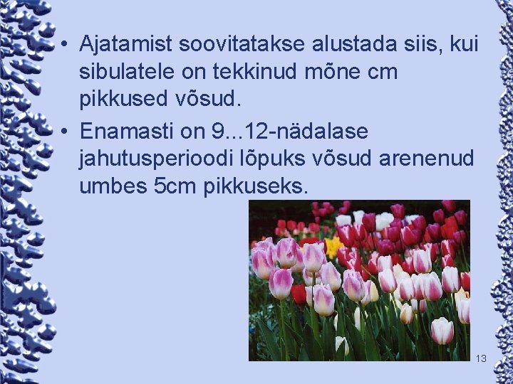  • Ajatamist soovitatakse alustada siis, kui sibulatele on tekkinud mõne cm pikkused võsud.