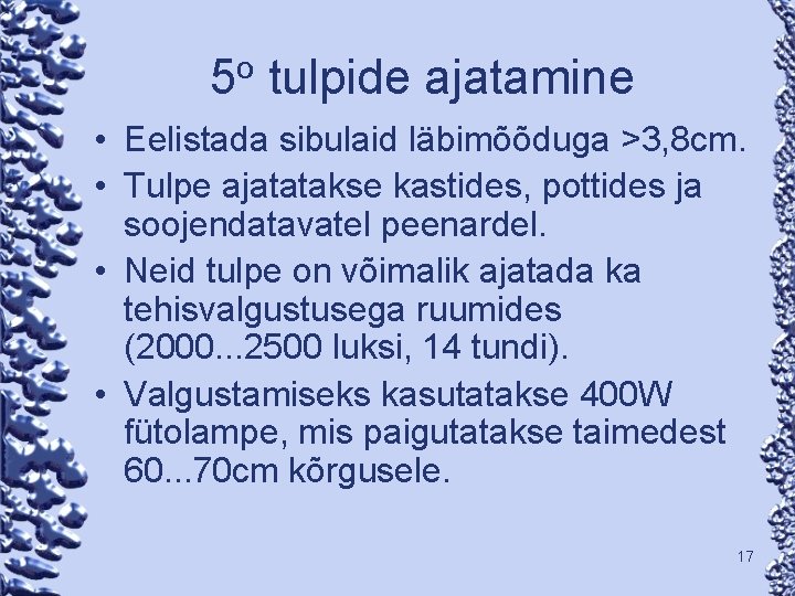 o 5 tulpide ajatamine • Eelistada sibulaid läbimõõduga >3, 8 cm. • Tulpe ajatatakse