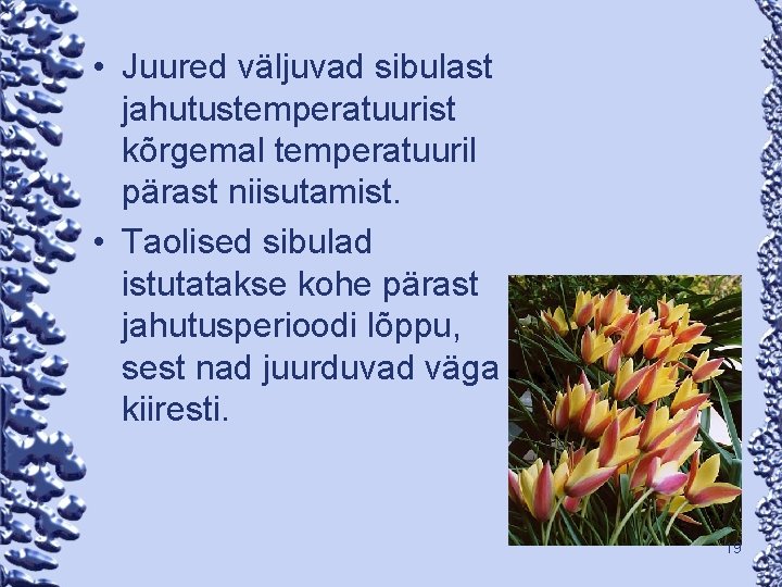  • Juured väljuvad sibulast jahutustemperatuurist kõrgemal temperatuuril pärast niisutamist. • Taolised sibulad istutatakse