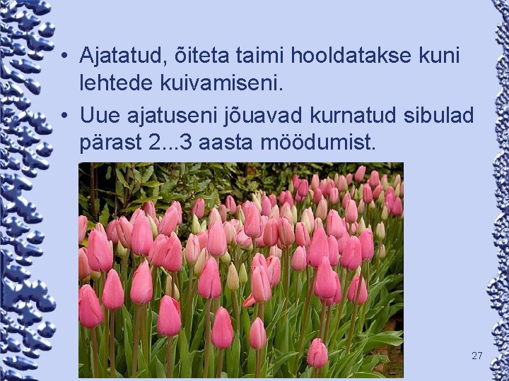  • Ajatatud, õiteta taimi hooldatakse kuni lehtede kuivamiseni. • Uue ajatuseni jõuavad kurnatud