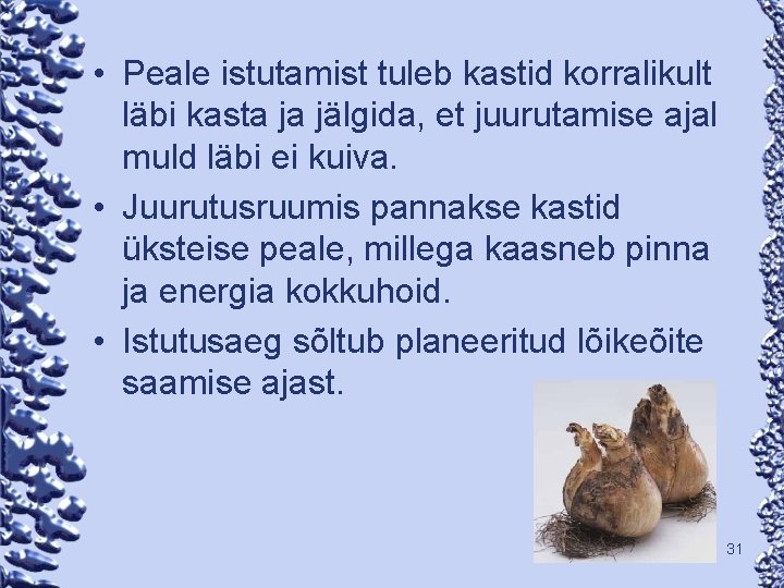  • Peale istutamist tuleb kastid korralikult läbi kasta ja jälgida, et juurutamise ajal