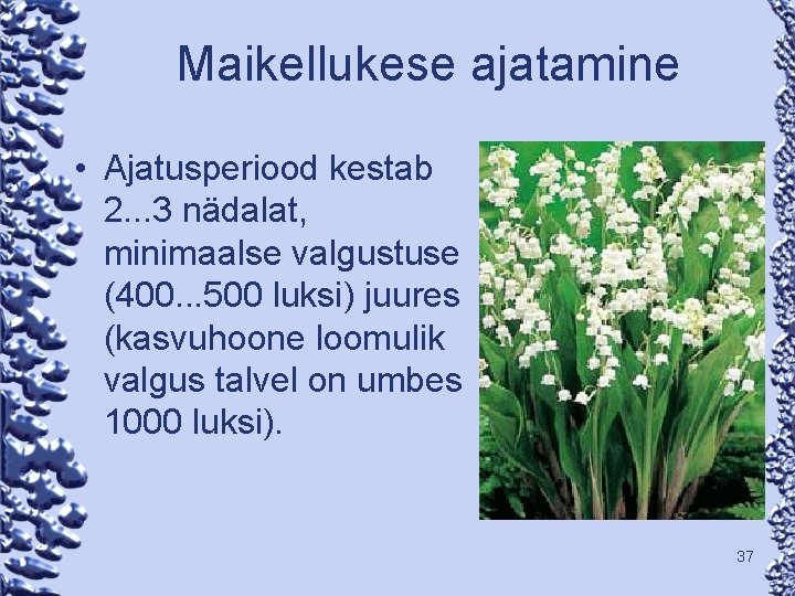Maikellukese ajatamine • Ajatusperiood kestab 2. . . 3 nädalat, minimaalse valgustuse (400. .