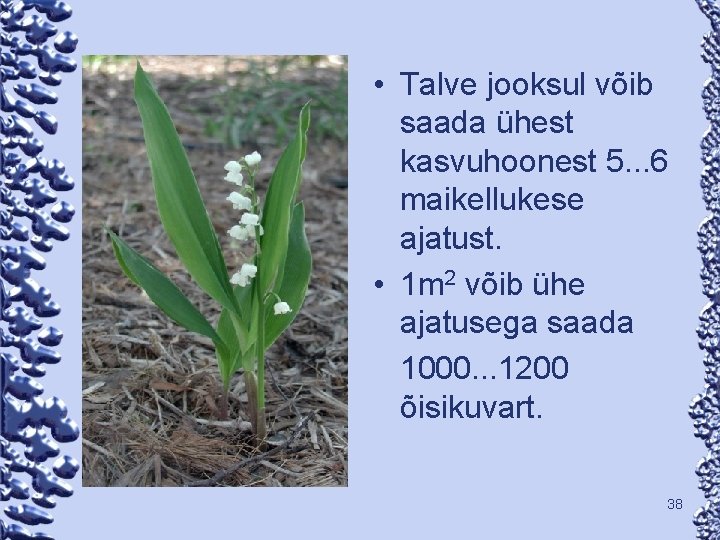  • Talve jooksul võib saada ühest kasvuhoonest 5. . . 6 maikellukese ajatust.
