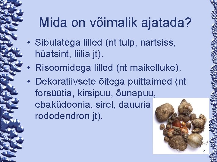 Mida on võimalik ajatada? • Sibulatega lilled (nt tulp, nartsiss, hüatsint, liilia jt). •