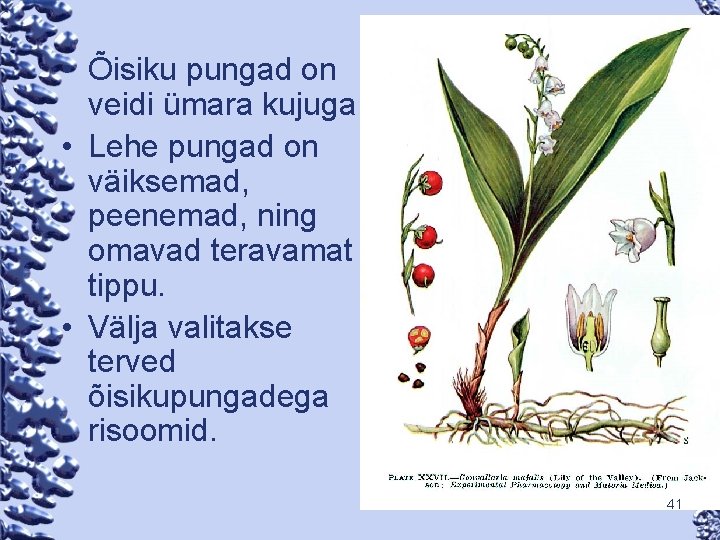  • Õisiku pungad on veidi ümara kujuga. • Lehe pungad on väiksemad, peenemad,