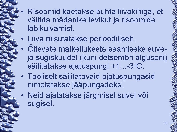  • Risoomid kaetakse puhta liivakihiga, et vältida mädanike levikut ja risoomide läbikuivamist. •