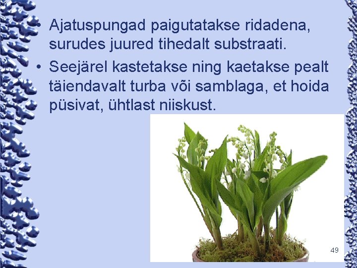  • Ajatuspungad paigutatakse ridadena, surudes juured tihedalt substraati. • Seejärel kastetakse ning kaetakse