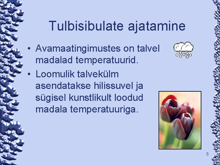 Tulbisibulate ajatamine • Avamaatingimustes on talvel madalad temperatuurid. • Loomulik talvekülm asendatakse hilissuvel ja