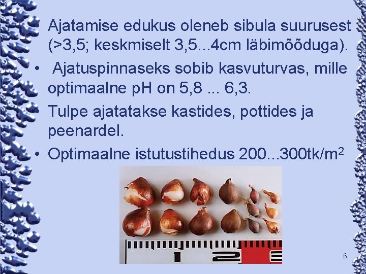  • Ajatamise edukus oleneb sibula suurusest (>3, 5; keskmiselt 3, 5. . .