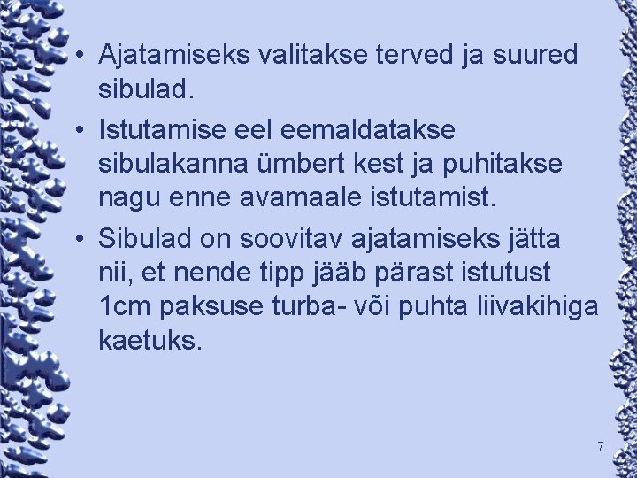  • Ajatamiseks valitakse terved ja suured sibulad. • Istutamise eel eemaldatakse sibulakanna ümbert