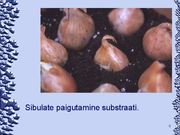 Sibulate paigutamine substraati. 8 