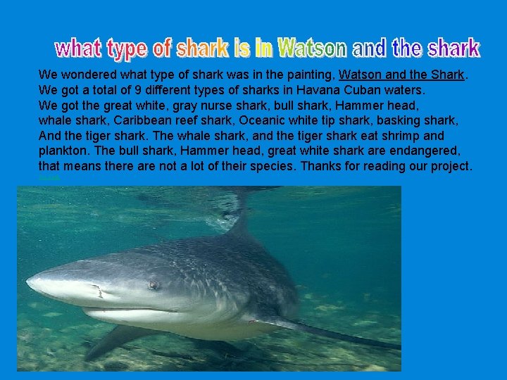 We wondered what type of shark was in the painting, Watson and the Shark.