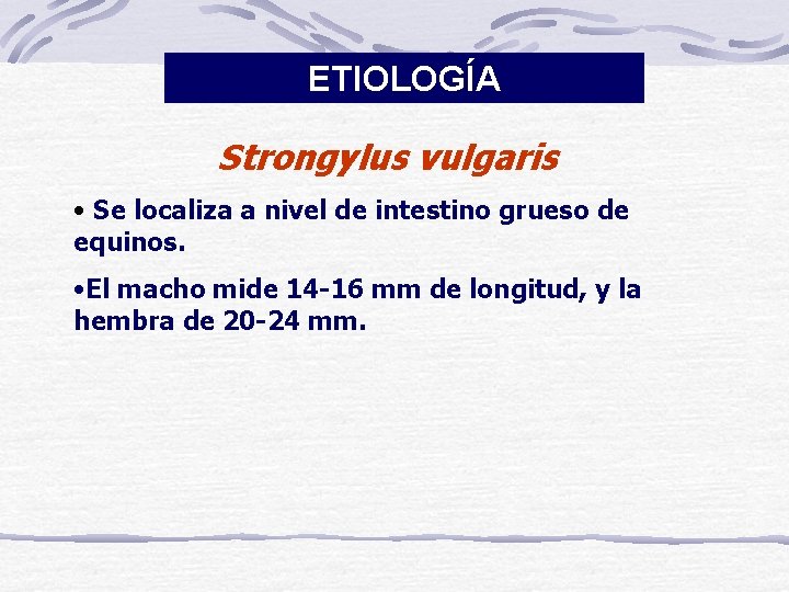 ETIOLOGÍA Strongylus vulgaris • Se localiza a nivel de intestino grueso de equinos. •