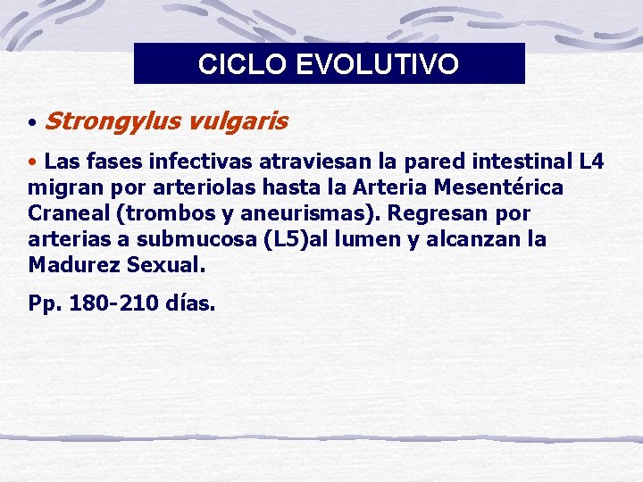 CICLO EVOLUTIVO • Strongylus vulgaris • Las fases infectivas atraviesan la pared intestinal L