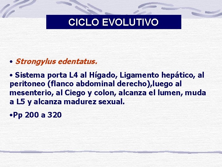 CICLO EVOLUTIVO • Strongylus edentatus. • Sistema porta L 4 al Hígado, Ligamento hepático,