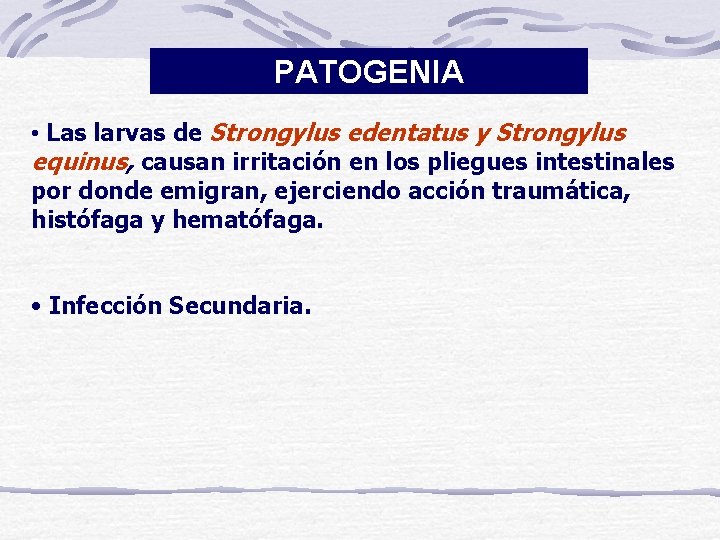PATOGENIA • Las larvas de Strongylus edentatus y Strongylus equinus, causan irritación en los