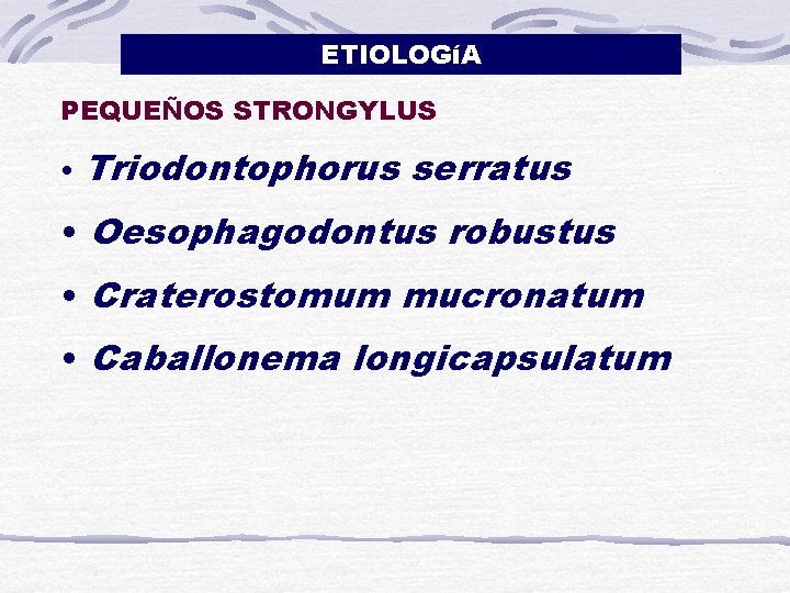 ETIOLOGíA PEQUEÑOS STRONGYLUS • Triodontophorus serratus • Oesophagodontus robustus • Craterostomum mucronatum • Caballonema