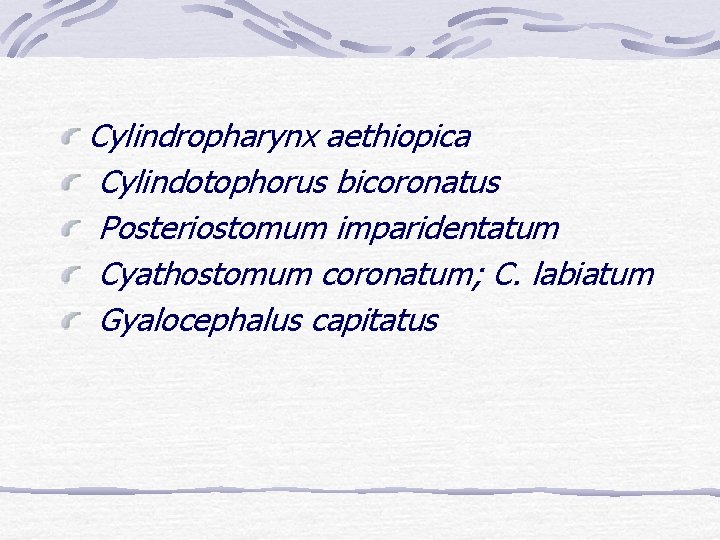 Cylindropharynx aethiopica Cylindotophorus bicoronatus Posteriostomum imparidentatum Cyathostomum coronatum; C. labiatum Gyalocephalus capitatus 