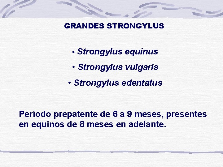 GRANDES STRONGYLUS • Strongylus equinus • Strongylus vulgaris • Strongylus edentatus Período prepatente de