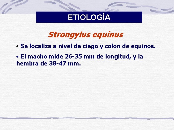ETIOLOGÍA Strongylus equinus • Se localiza a nivel de ciego y colon de equinos.
