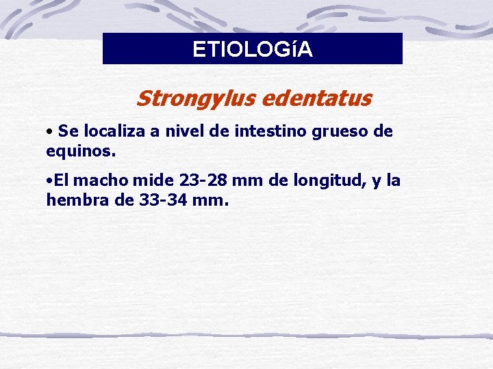 ETIOLOGíA Strongylus edentatus • Se localiza a nivel de intestino grueso de equinos. •