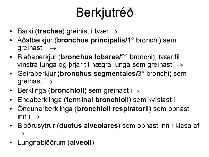 Berkjutréð • Barki (trachea) greinist í tvær • Aðalberkjur (bronchus principalis/1° bronchi) sem greinast