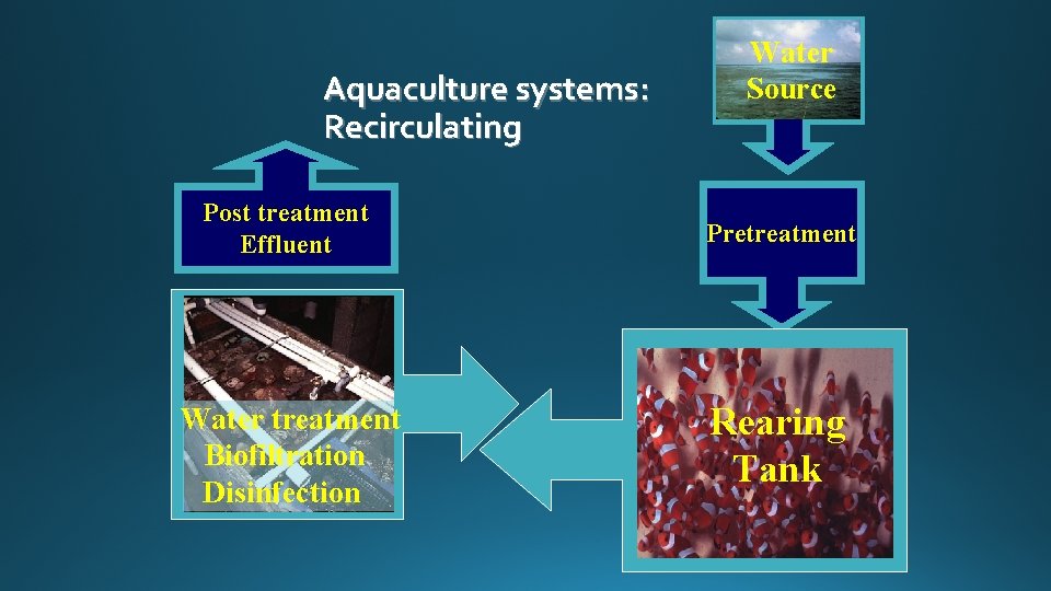 Aquaculture systems: Recirculating Water Source Post treatment Effluent Pretreatment Water treatment Biofiltration Disinfection Rearing