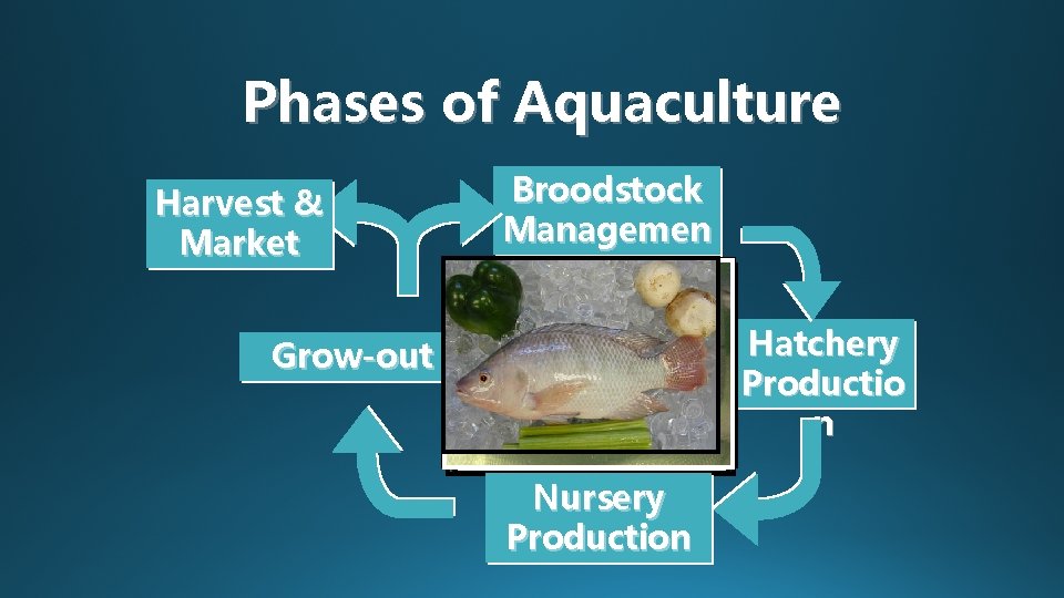 Phases of Aquaculture Harvest & Market Broodstock Managemen t Hatchery Productio n Grow-out Nursery