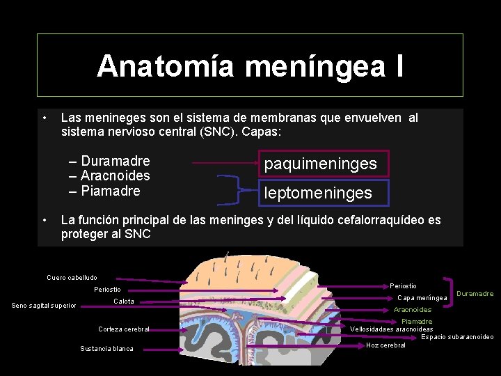 Anatomía meníngea I • Las menineges son el sistema de membranas que envuelven al