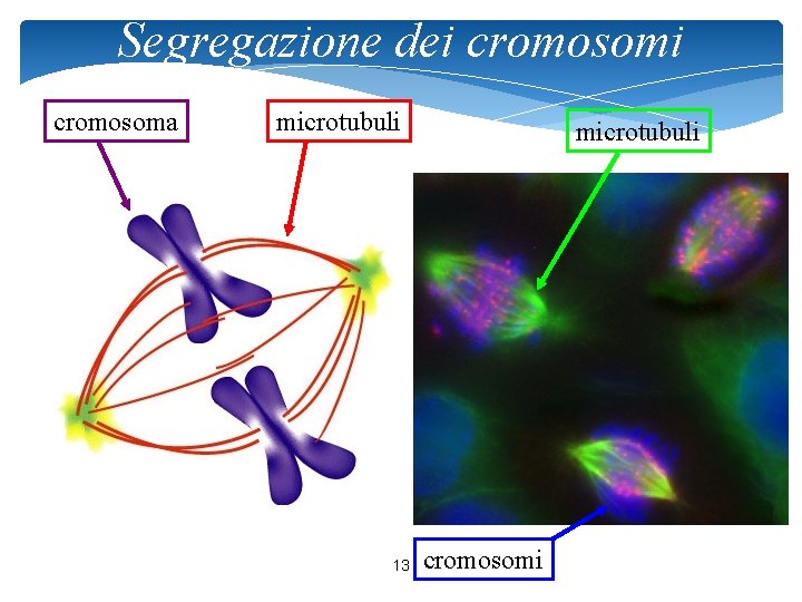 Segregazione dei cromosoma microtubuli 13 microtubuli cromosomi 