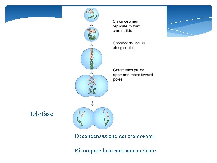 telofase Decondensazione dei cromosomi Ricompare la membrana nucleare 14 