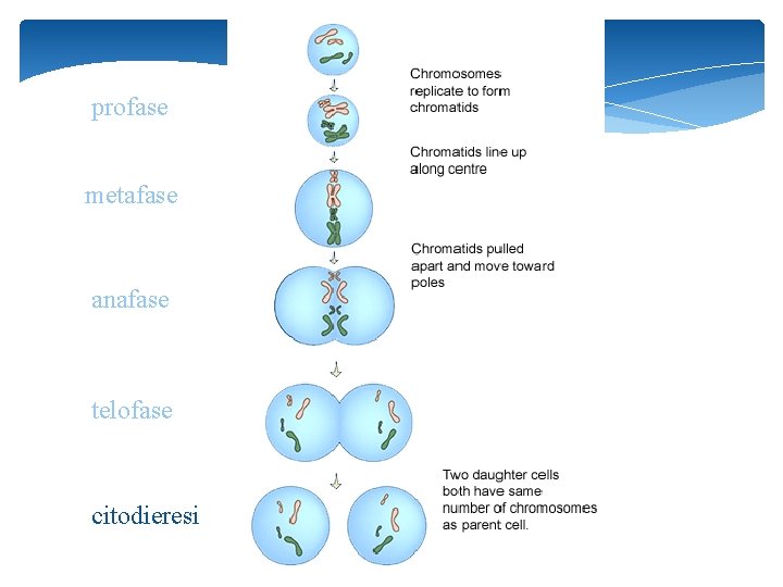 profase metafase anafase telofase citodieresi 15 