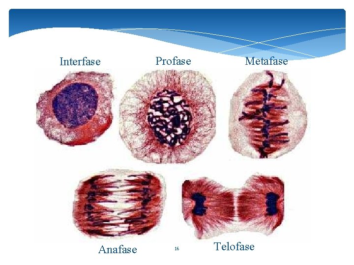 Interfase Anafase Profase 16 Metafase Telofase 