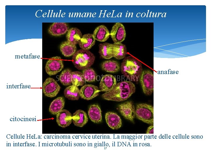 Cellule umane He. La in coltura metafase anafase interfase citocinesi Cellule He. La: carcinoma